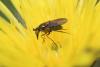Ortochile nigrocoerulea